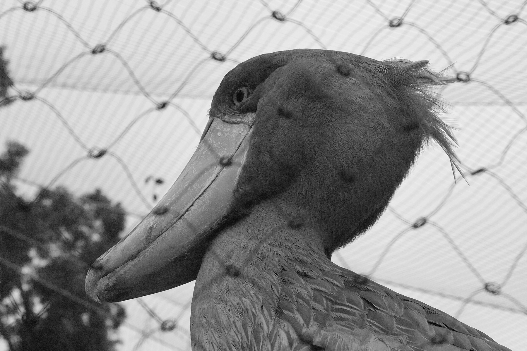 秋の関東旅3：上野動物園で遂にハシビロコウと邂逅する。