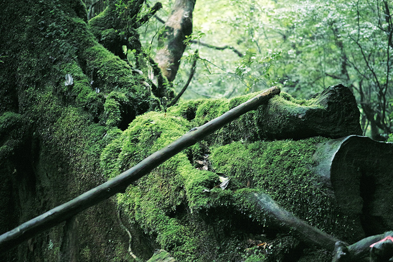 雨の屋久島旅2：白谷雲水峡へ